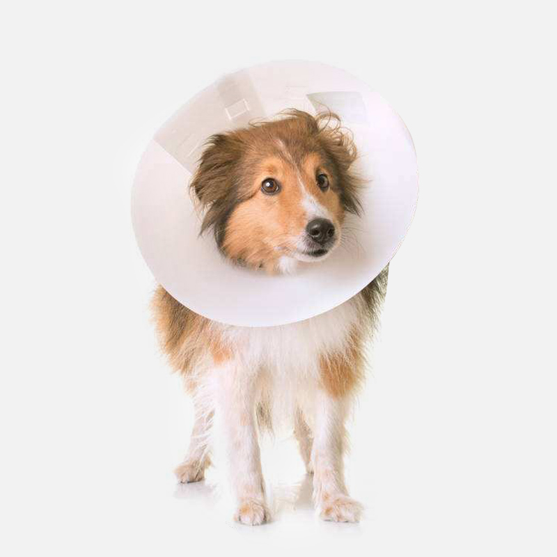 Plastic pet protection cone